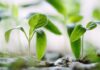 green plants on soil