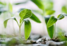 Index Exchange Accelerates its Sustainability Initiatives with Ad Net Zero Partnership green plants on soil